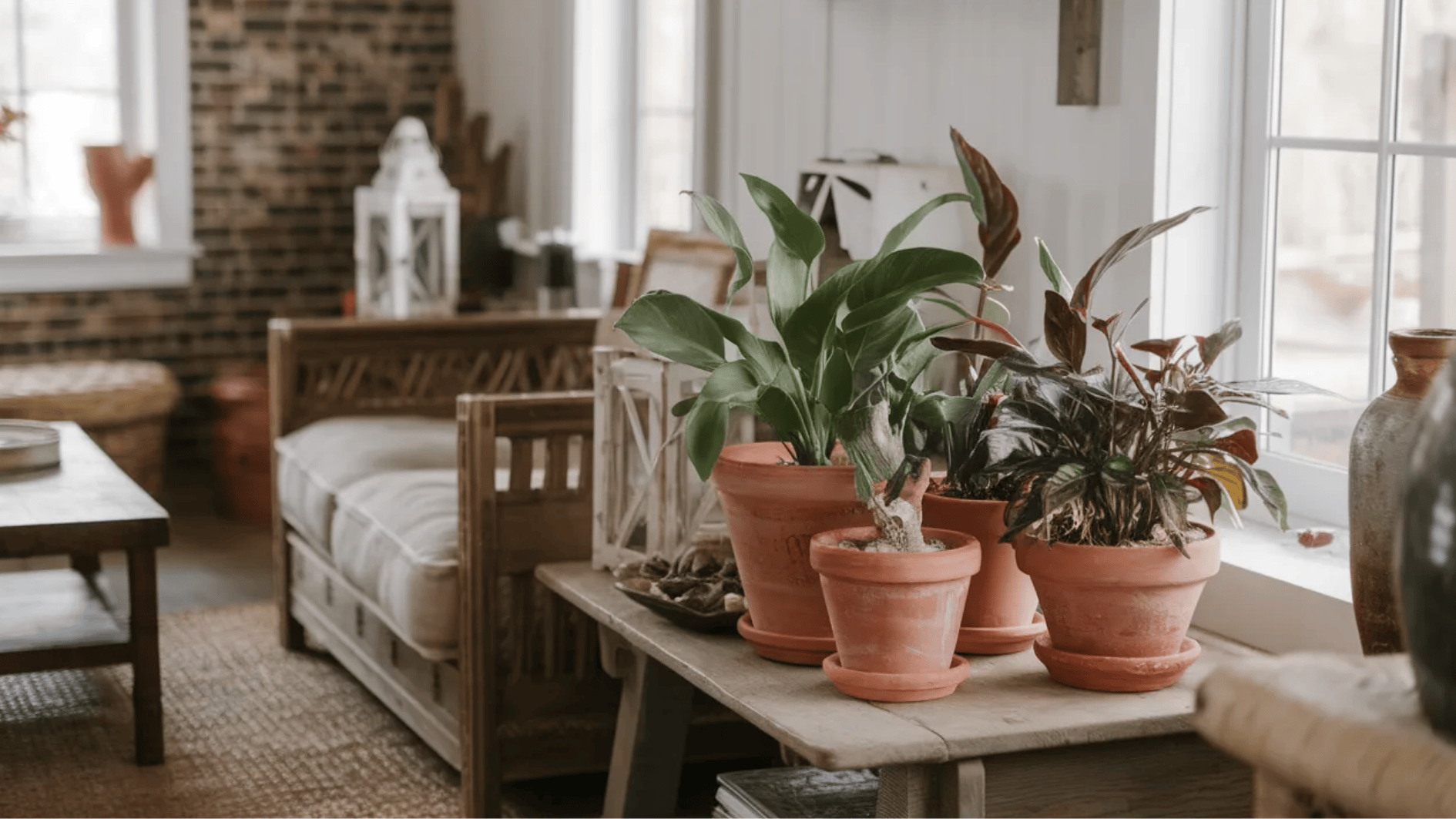 cozy living space with potted plants in terracotta pots placed on a wooden table, adding a natural and earthy vibe
